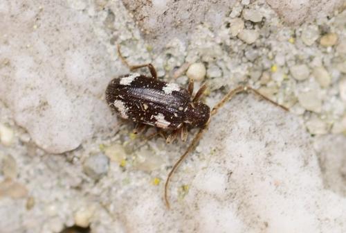 Réf. 321 829 : Ptinus sexpunctatus